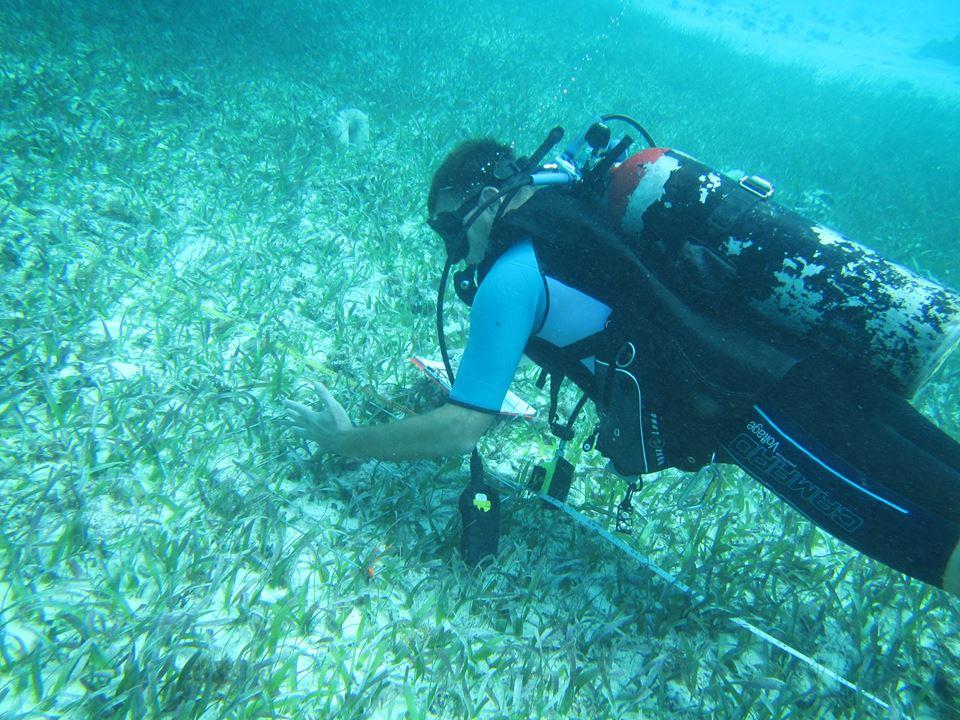 A volunteer with Projects Abroad diving and collecting data during his marine conservation work in Belize. Projects Abroad volunteer is pictured diving and participating in data collection as part of his marine conservation work in Belize.